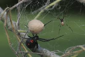 If you spot a black widow spider in california or on the northern pacific coast, you are most likely looking. Black Widow And Recluses Alabama Cooperative Extension System