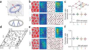 Check spelling or type a new query. Specific Evidence Of Low Dimensional Continuous Attractor Dynamics In Grid Cells Nature Neuroscience