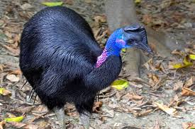 We did not find results for: Cassowary San Diego Zoo Animals Plants