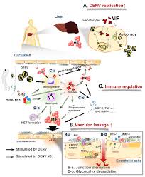 17 infection with one dengue serotype confers lifelong homotypic immunity and a brief period of partial heterotypic. Microorganisms Free Full Text Roles Of Macrophage Migration Inhibitory Factor In Dengue Pathogenesis From Pathogenic Factor To Therapeutic Target Html