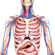 Anatomy human torso upper illustrations & vectors. Upper Body Anatomy Photograph By Pixologicstudio Science Photo Library