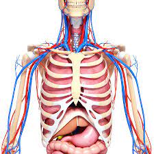 Surface anatomy and surface markings > surface anatomy of the upper extremity. Upper Body Anatomy Photograph By Pixologicstudio Science Photo Library