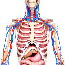 Anyone who understands the function of a bellows or an accordion will soon grasp the anatomy of the thorax, commonly known as the chest. Upper Body Anatomy Photograph By Pixologicstudio Science Photo Library