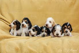 Image result for velký vendéeský hrubosrstý honič