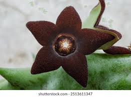 Image result for Orbea carnosa