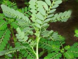 Image result for Phyllanthus amarus