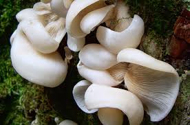 Most Poisonous Mushrooms Stuffed Mushrooms Poisonous Mushrooms Angel Wings Mushroom