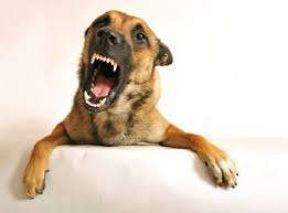 There are a few reasons that puppies may bite. Growling Dog Is Trying To Tell You Something Van Venn The Star