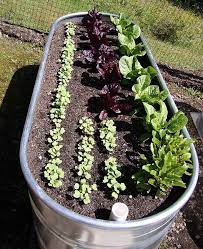Galvanized Tub Vegetable Garden Vegetable Garden Design Container Gardening Vegetables Bucket Garden