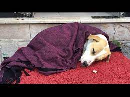 soguktan titreyen kopegi battaniye ile sardi youtube