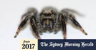 Jumping spiders are not dangerous but shows some exciting features, such as jumping on people many house spiders are killed because of this. Why Female Australian Jumping Spiders Only Mate Once