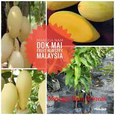 Namun motif yang ada di dalamnya lah yang membuat motif ini cukup sulit. Anak Pokok Mangga Nam Dok Mai Shopee Malaysia