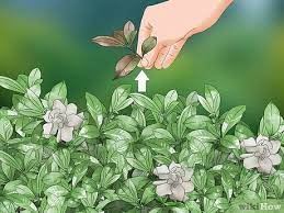 Check spelling or type a new query. How To Prune A Gardenia Bush 13 Steps With Pictures Wikihow