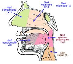 Les Douze Paires De Nerfs Craniens Conseil Dentaire Dr Hauteville