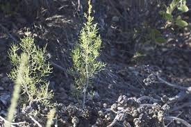 Image result for Cienfuegosia gerrardii