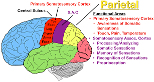 (c) stimulus response function to painful. Lobes Of The Brain Cerebral Cortex Anatomy Function Labeled Diagram Ezmed