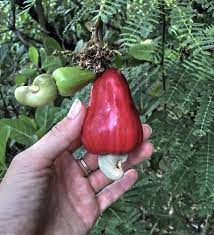 5 Reasons You Should Be Eating More Cashews