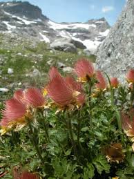 Image result for Teramnus repens