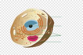 Neither any economic strength gives it value, nor it. Circle Eye Lula Head Pi Png Pngegg