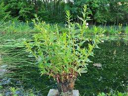 Image result for Hippocratea graciliflora