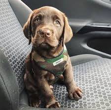Comment Bien Eduquer Son Chiot Pas A Pas Mois Par Mois Vous Souhaitez Bien Dresser Votre Berger Allemand Plus Vous Alle Cute Baby Animals Puppies Cute Dogs