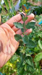 Image result for Corallocarpus schimperi