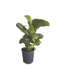 Does aldi australia sell flowers. Aldi Special Buys Supermarket Announces Huge Plant And Gardening Sale 7news