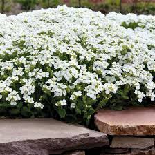 Image result for Arabis