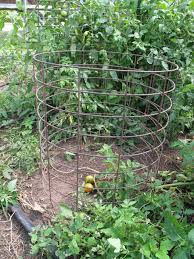 In this video i will show you how i made my own pepper/tomato cages out of welded wire fencing. Tomato Cages Stakes Or Trellises Which Is Best For Supporting Heirloom Tomatoes