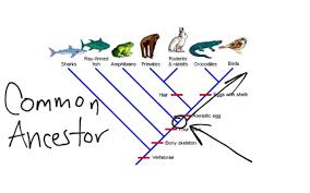 Copy Of Classification And Dichotomous Keys Lessons Tes