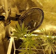 Maybe you would like to learn more about one of these? What Size Fans Are Needed For Proper Air Circulation In Marijuana Grow Tents Happy Pot Farmer