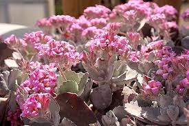 Image result for Kalanchoe pumila