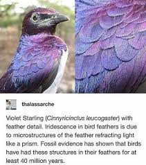 Pin By Daniela Lafave Creative Seo On Goth Aesthetics Animals Bird Feathers Character Creation