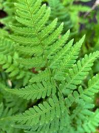 Image result for Dryopteris