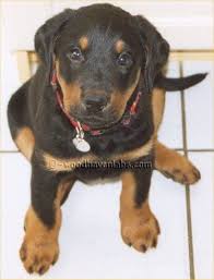 Black And Tan Lab Mix Puppy Mismarks Other Odd Markings In Labradors Part 2 Woodhaven Labradors Labrador Retriever Labrador Cute Dogs