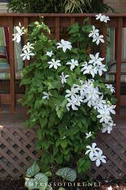 You can even plant these vigorous vines alongside woody plants like roses. Why Your Clematis Is Not Blooming And How To Get Flowers