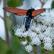 Image result for Empogona sp. A