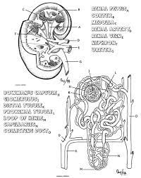 Learn excretion in biology, what is excretion, structure of nephron test prep for gre prep classes. The Anatomy Of The Kidney And Nephron Biology Libretexts