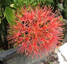 Halaman ini memuat kumpulan nama latin bunga dan tanaman hias. Bunga Desember Steemit