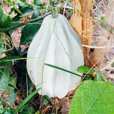 Image result for Telfairia occidentalis