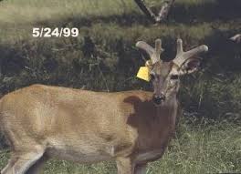 White Tailed Deer Stages Of Antler Development