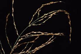 Image result for Arundinella nepalensis