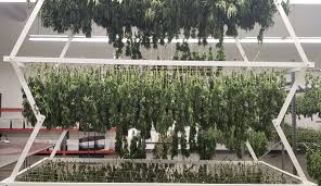 Check spelling or type a new query. Improve Efficiency With Adjustable Cannabis Grow Lights Lift Grow