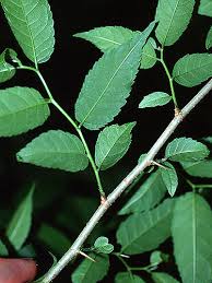 Image result for Maclura