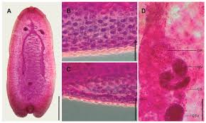 Image result for Amphiasma