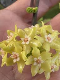 Image result for Polystachya laurentii