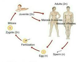 Before going directly to the ivf fertilization process, a man and woman undergo a comprehensive examination. How Does Fertilization Take Place In Human Brainly In