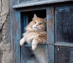 Sari Kedi Kedi Kedileri Seviyorum Guzel Kediler
