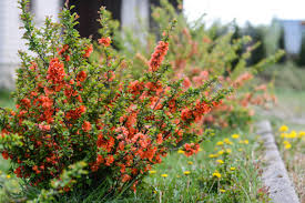 Image result for Chaenomeles japonica