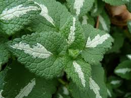 In warm regions and/or in sheltered areas of your yard, they may be evergreen. Spotted Dead Nettle Pictures Flowers Leaves Identification Lamium Maculatum